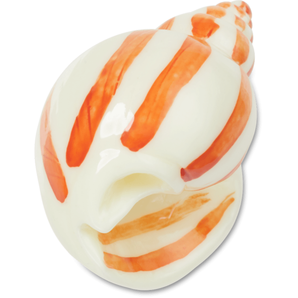Natural Conch Shell