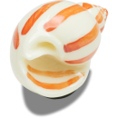 Natural Conch Shell