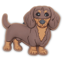 Dachshund Puppy