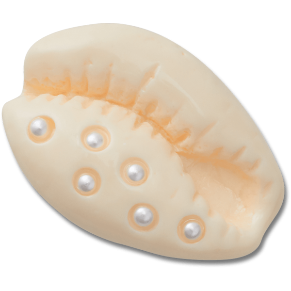Pearl Puka Shell